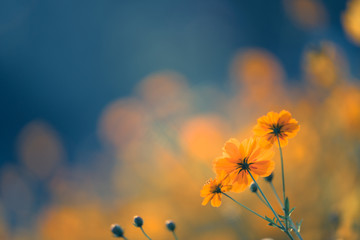 跟花有关的英文名