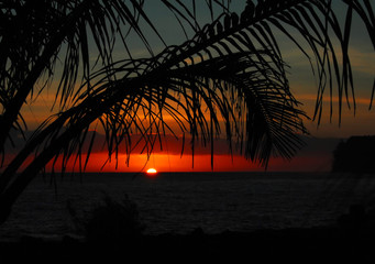 跟花有关的英文名