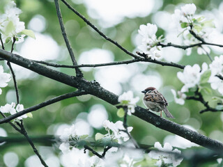 女人梦见桃子什么意思